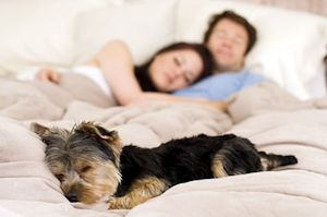 Should Your Dog Sleep in Your Bed?