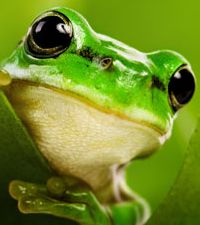 Clipart - Cute Frogs