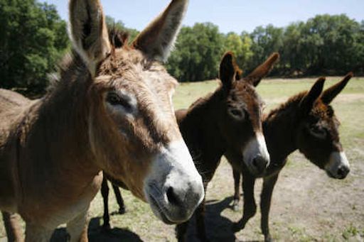 Long Ear Donkey Rescue, a non-profit organization dedicated to the rescue, rehabilitation, and adoption of donkeys and mules in need. 